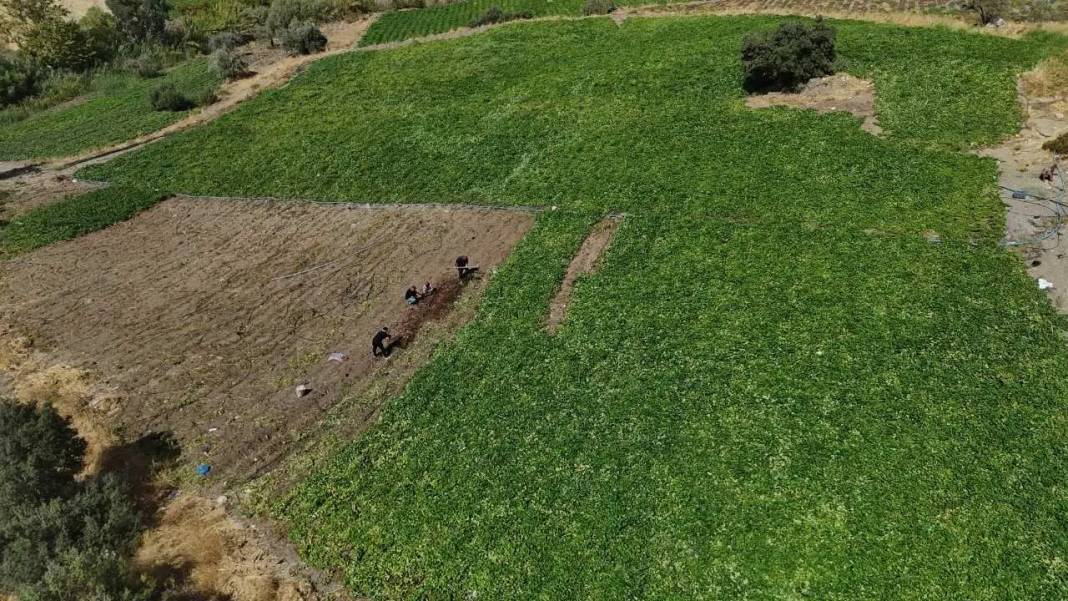 Hatay’da Tatlı Patatesin Şifa Dolu Yolculuğu Başladı! 3